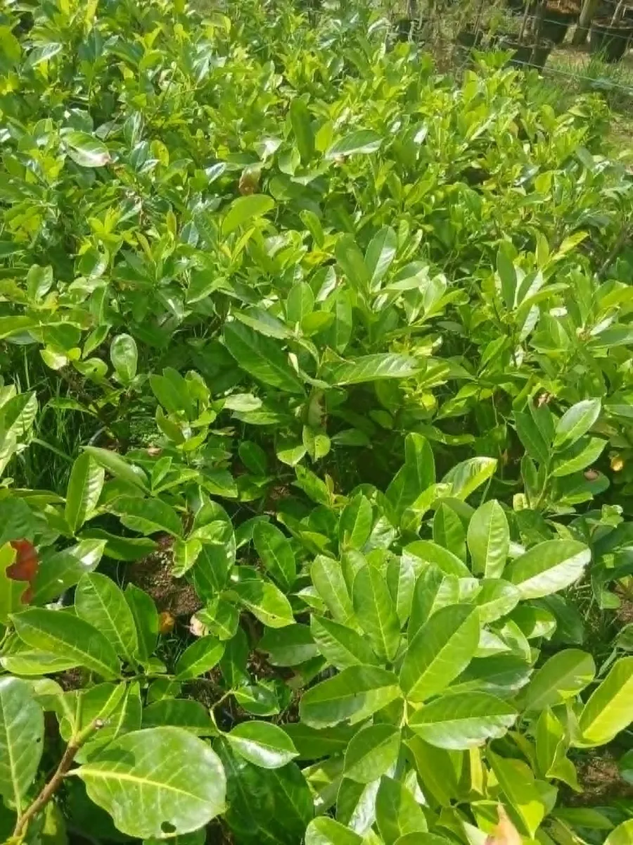 Laurel Hedging €3.50 - Just under 2ft tall. - Image 1