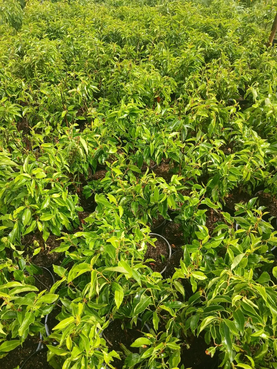 Portuguese Laurel €4 each - Can discount. - Image 3