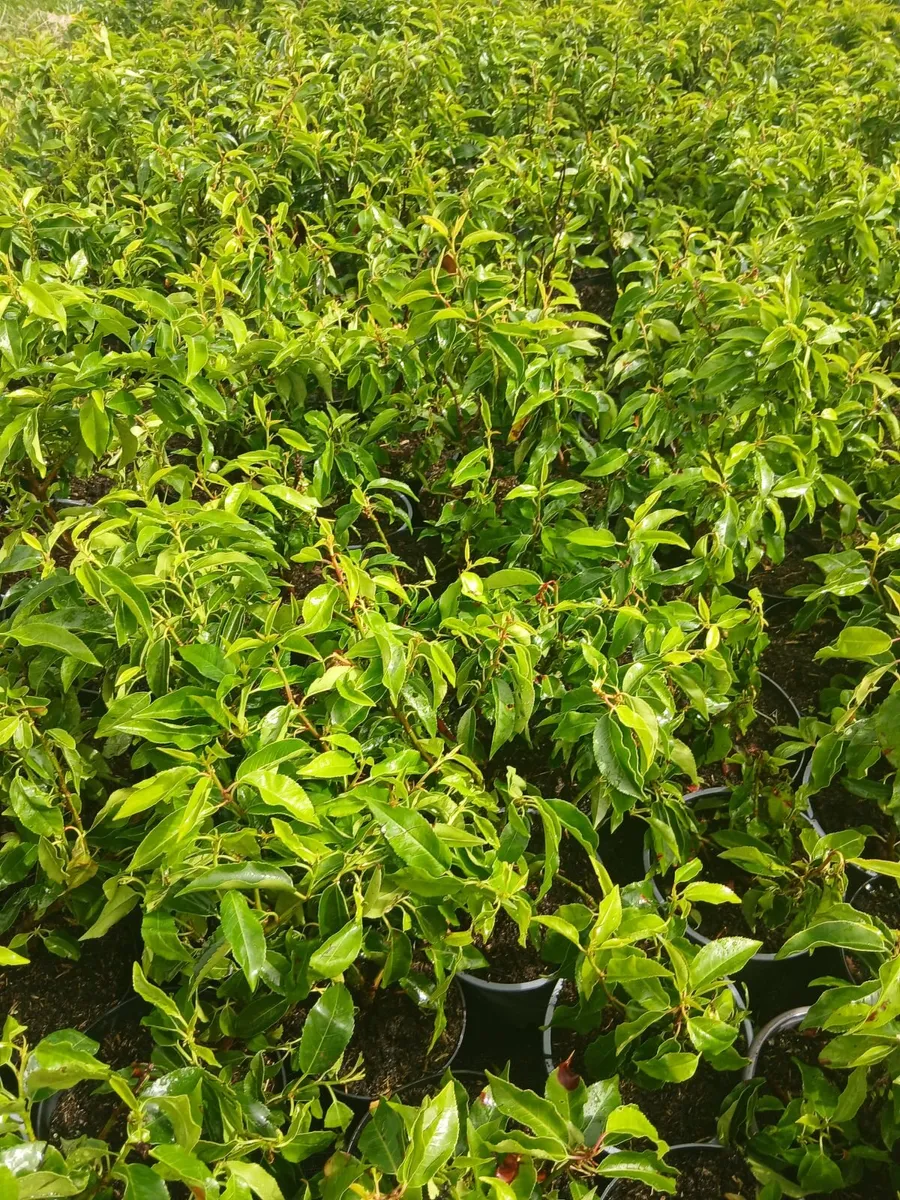 Portuguese Laurel €4 each - Can discount. - Image 2