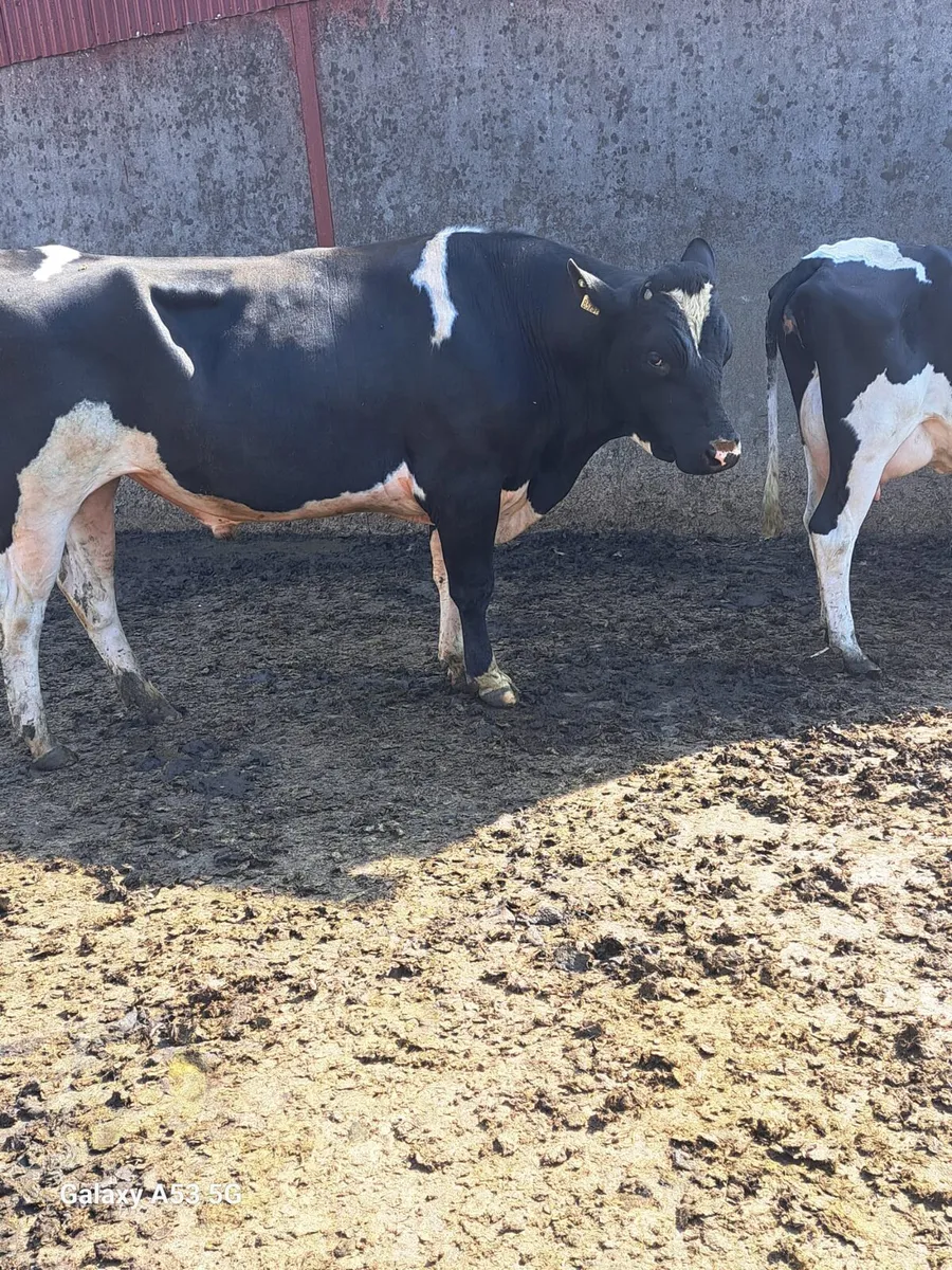 PBNR FR bull - Image 1
