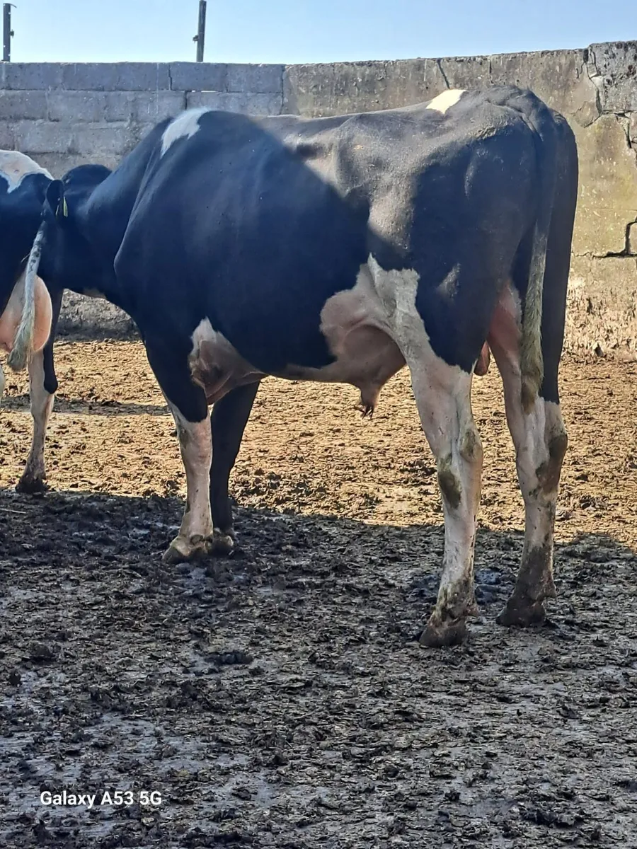 PBNR FR bull - Image 2