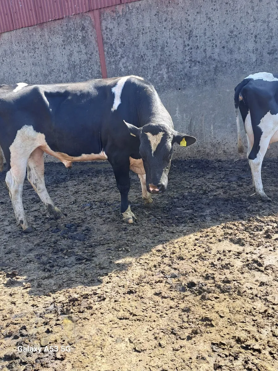 PBNR FR bull - Image 3