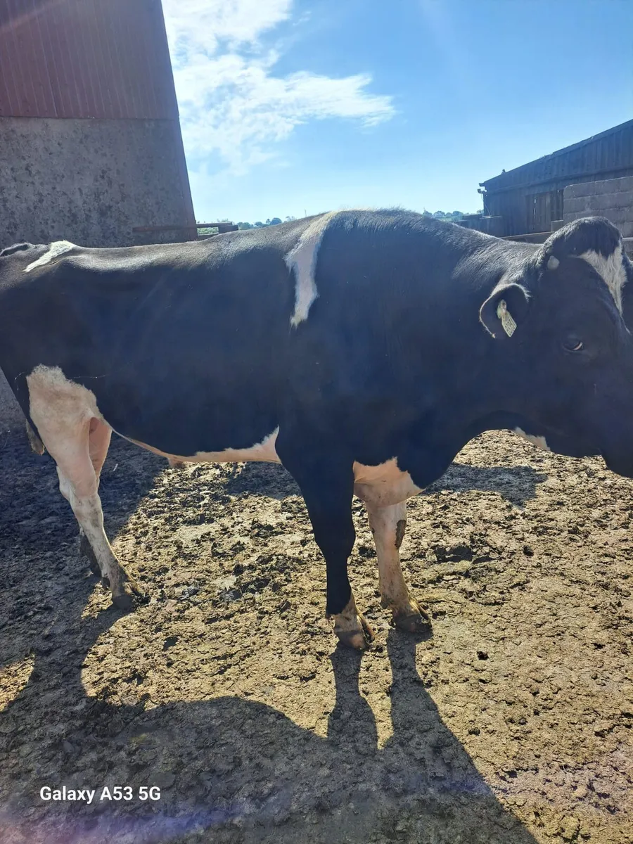 PBNR FR bull - Image 4
