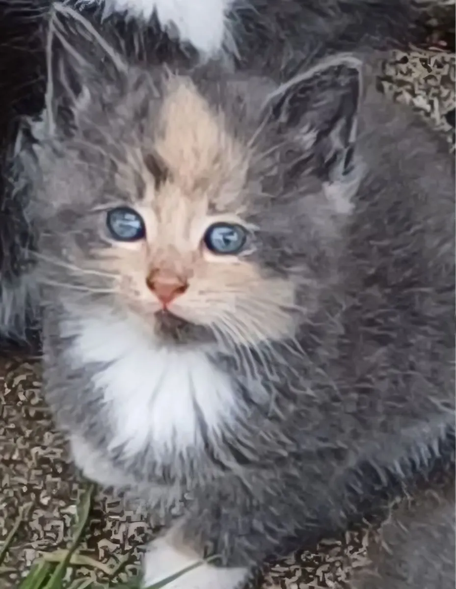 Beautiful playful kittens - Image 2