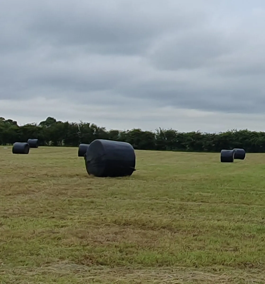 Haylage June 2026