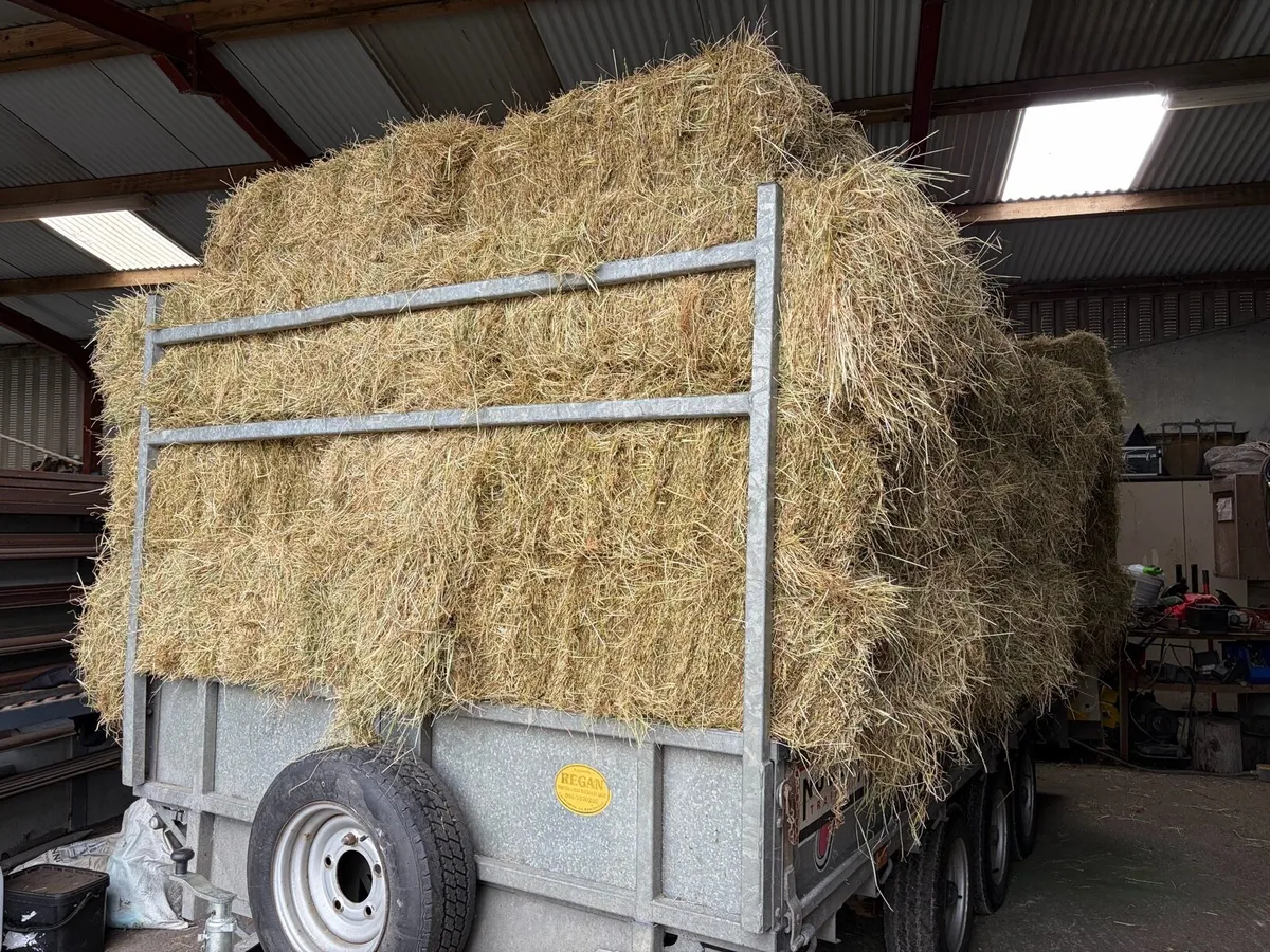 Square bales of hay - Image 1