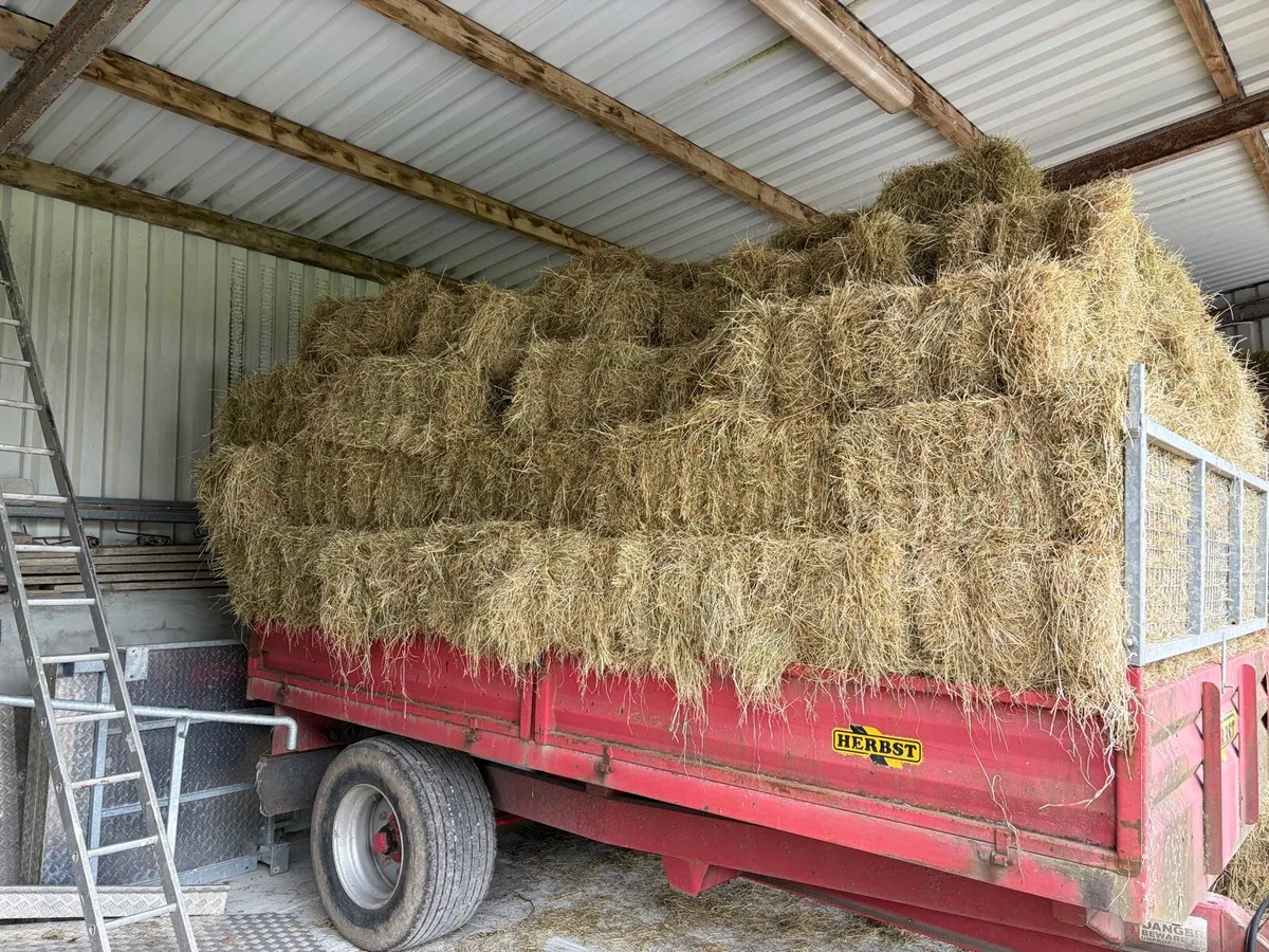 Square bales of hay - Image 2
