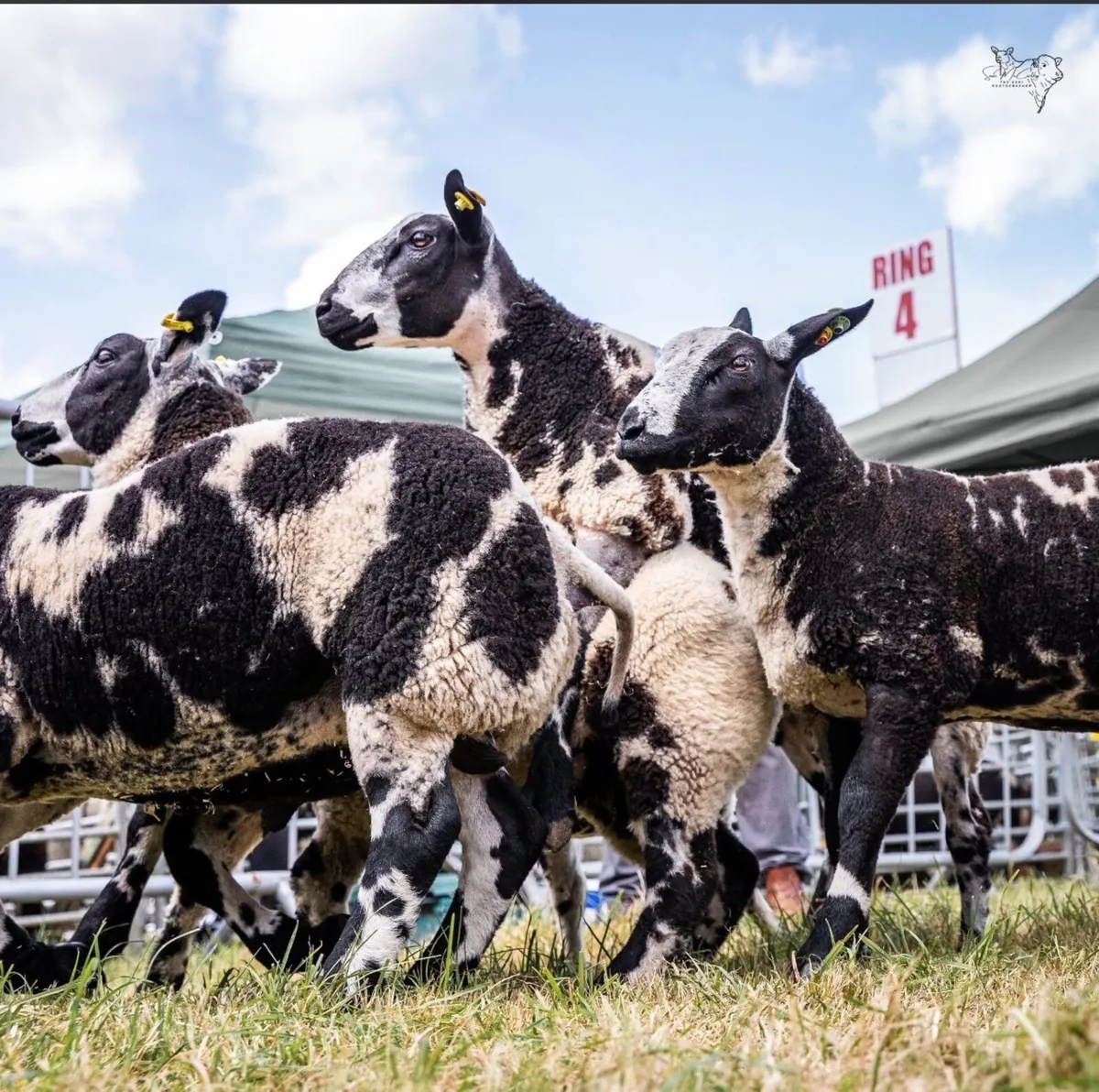 Dutch Spotted sheep - Image 4