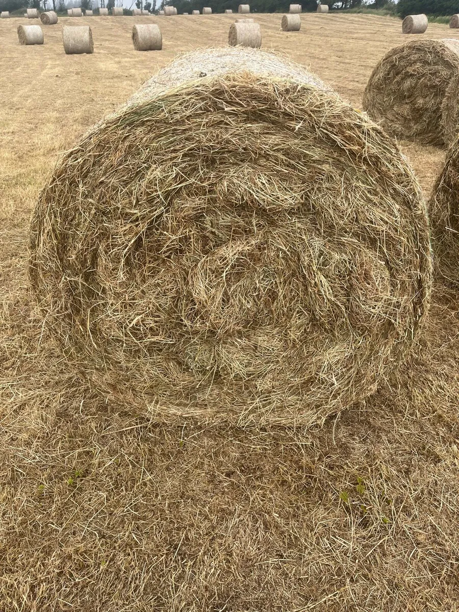 Hay for sale - Image 2