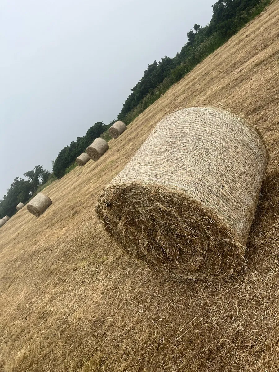 Hay for sale - Image 3