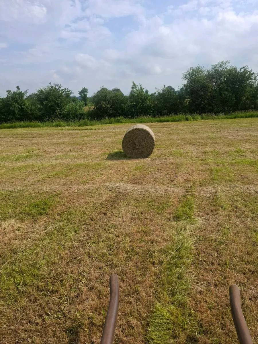 Hay