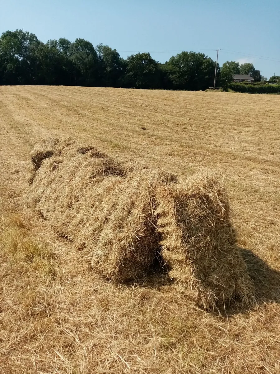 HAY - SMALL SQUARE BALES