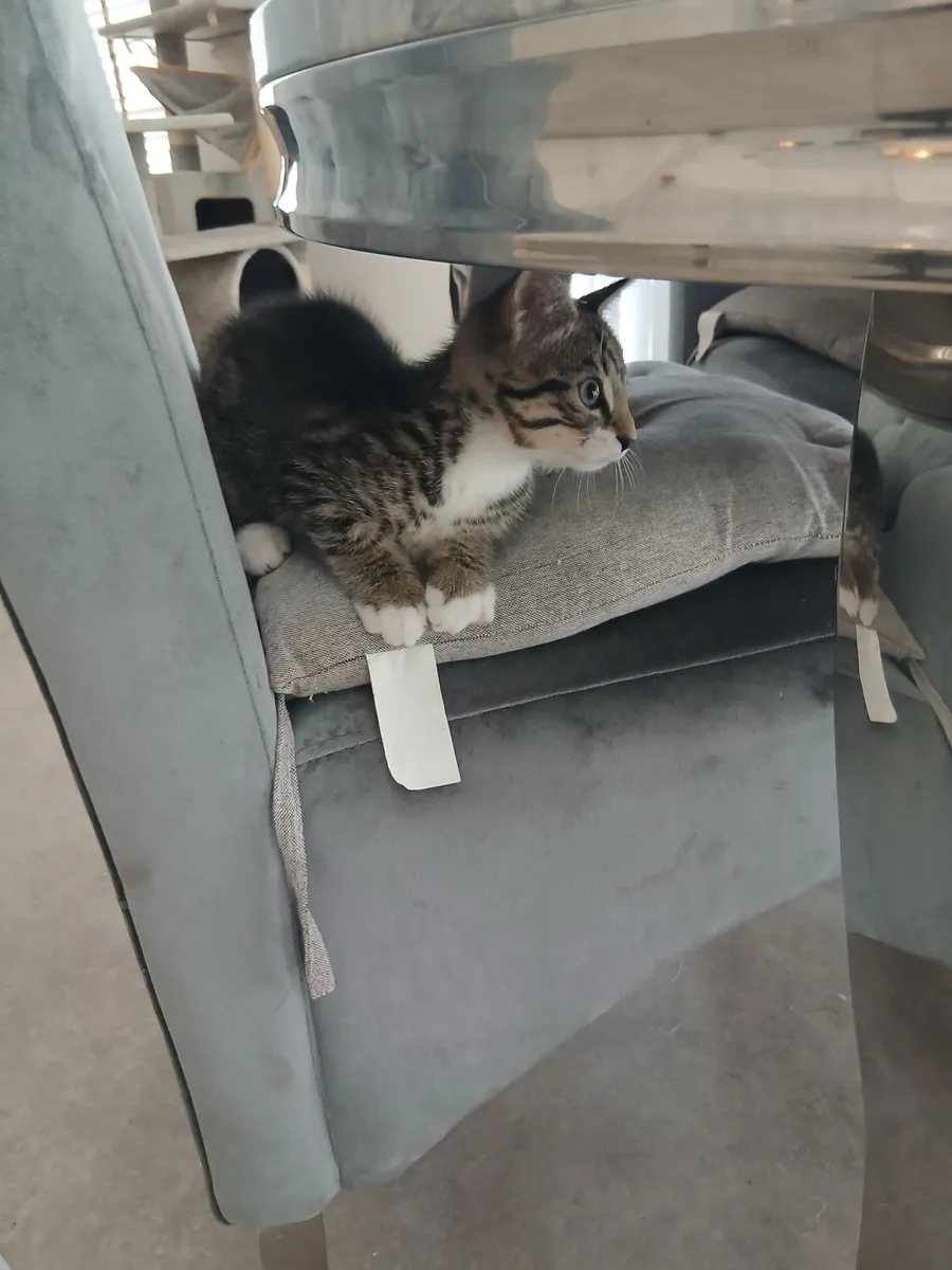 Kitten - Image 1