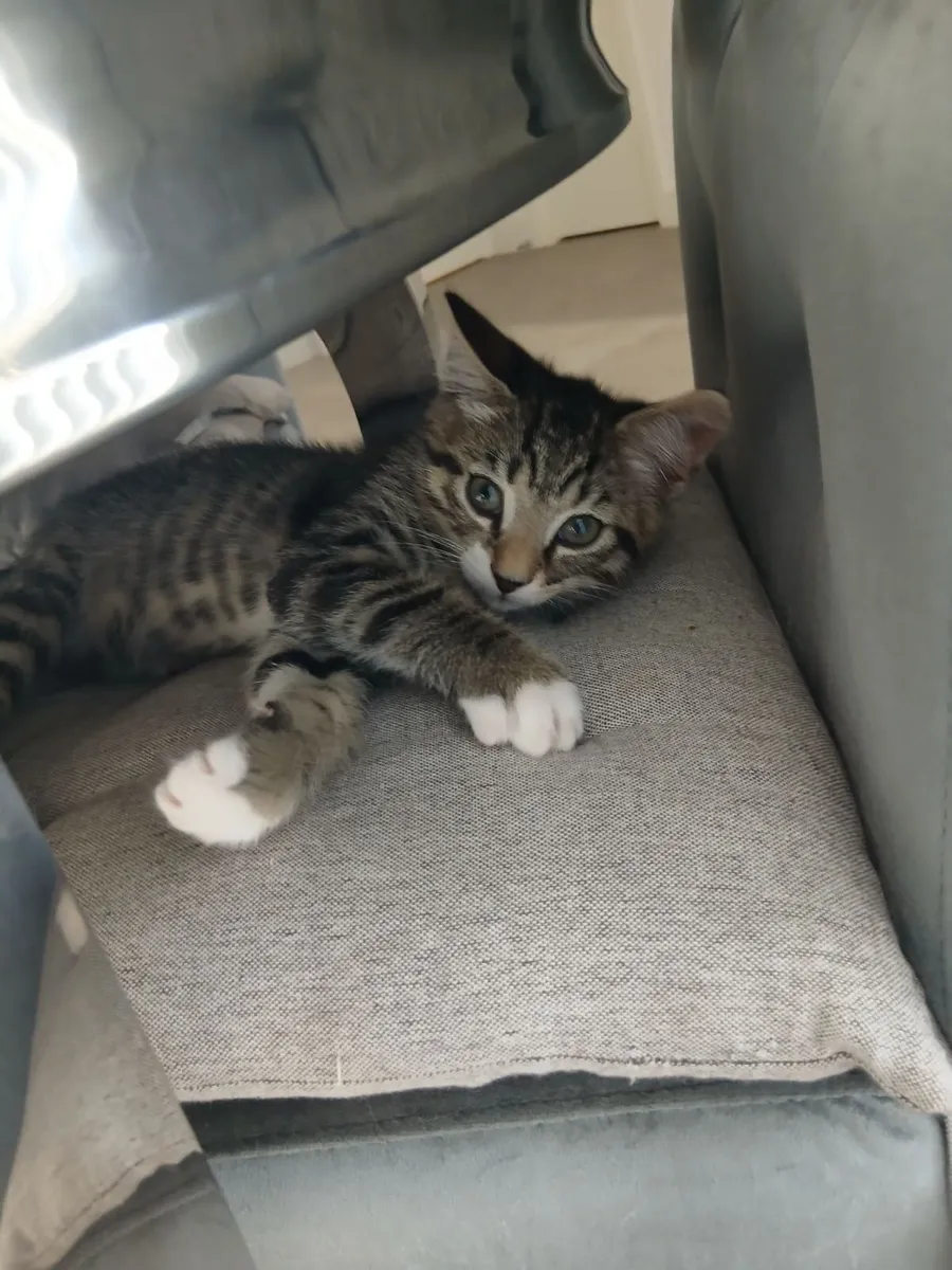Kitten - Image 2