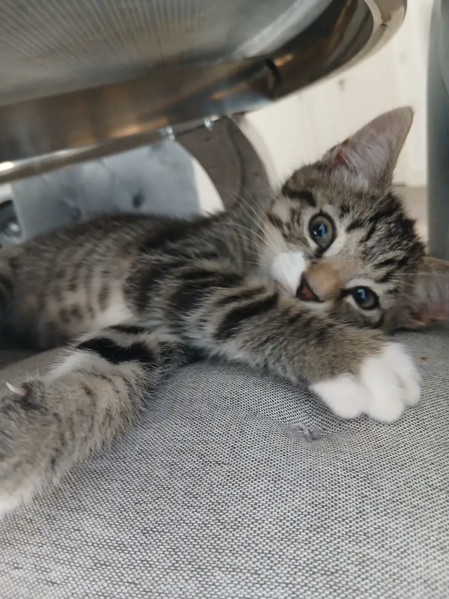 Kitten - Image 3
