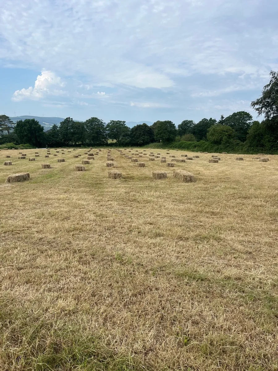 Small Square Bales Of Hay - Image 1