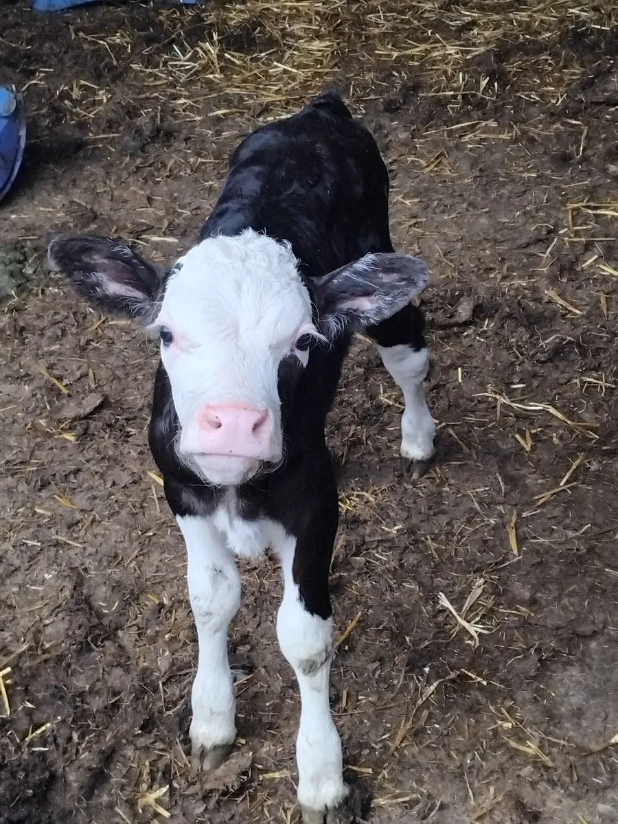 1 quality black simmental heifer calf - Image 1