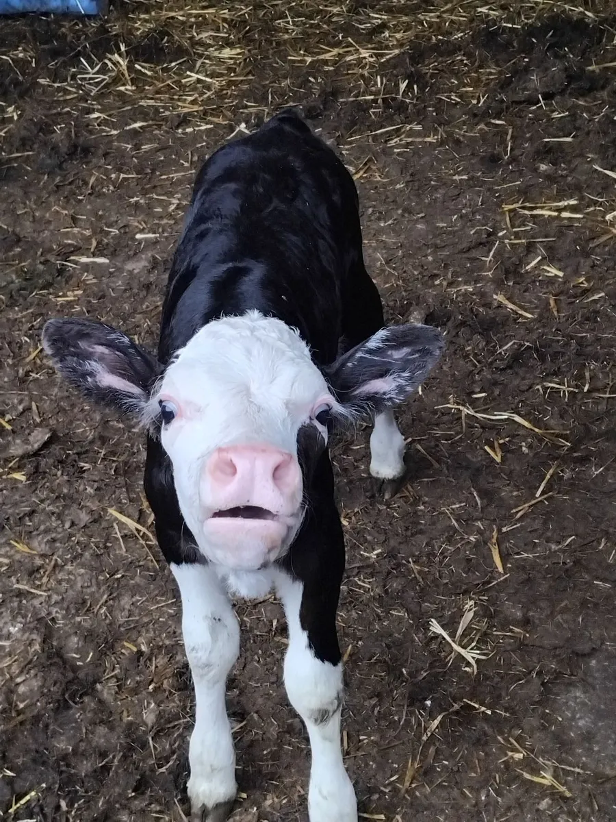 1 quality black simmental heifer calf - Image 2