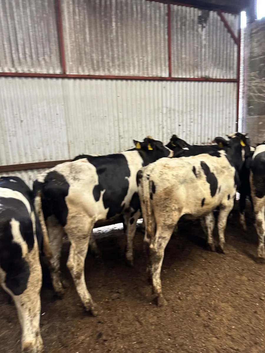 Correct Friesian heifers - Image 4
