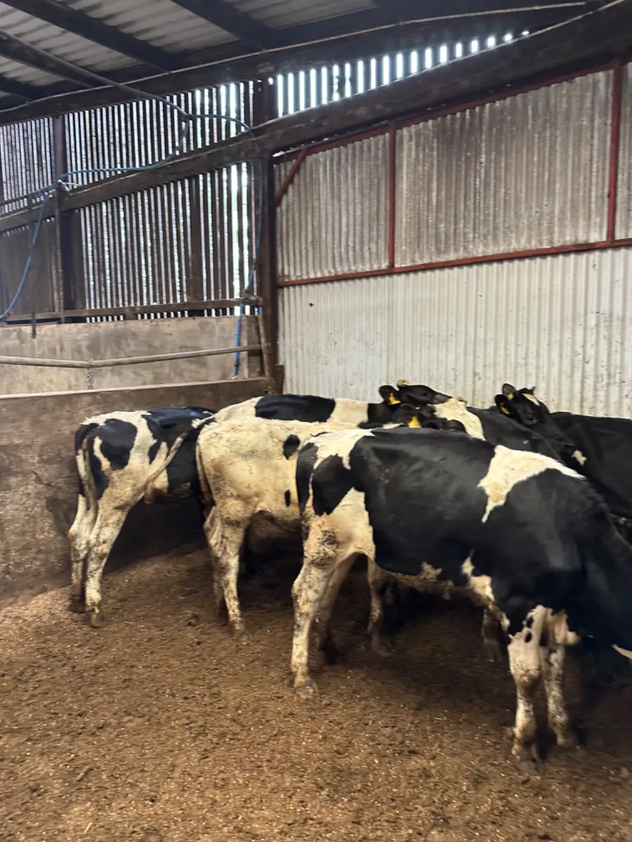 Correct Friesian heifers - Image 2