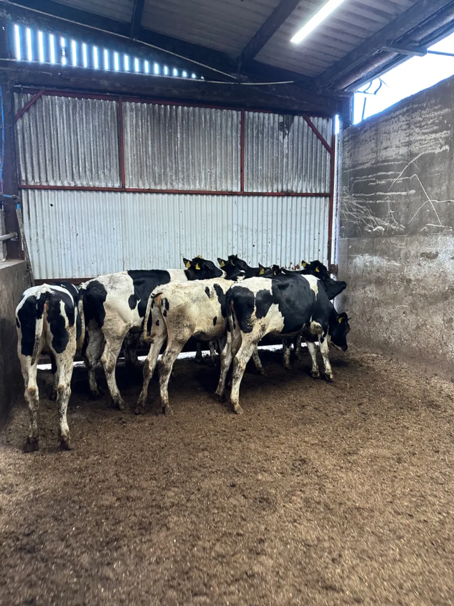 Correct Friesian heifers - Image 3