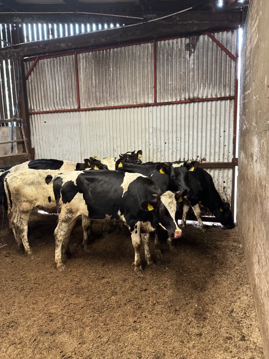Correct Friesian heifers - Image 1