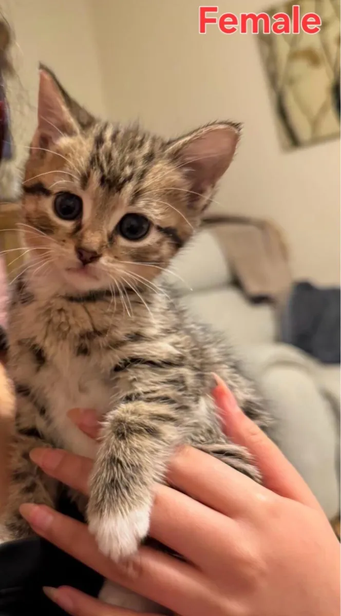 Tabby kittens - Image 2