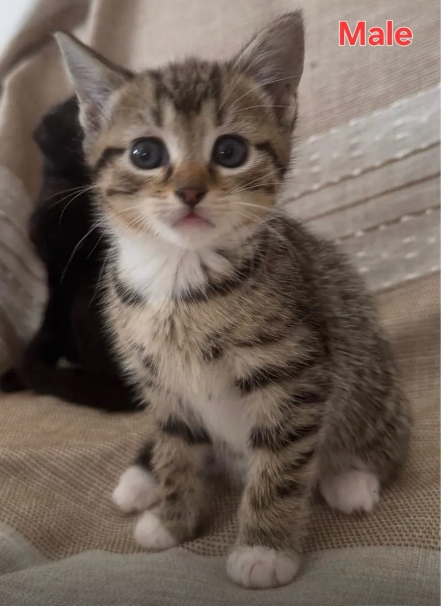 Tabby kittens - Image 1