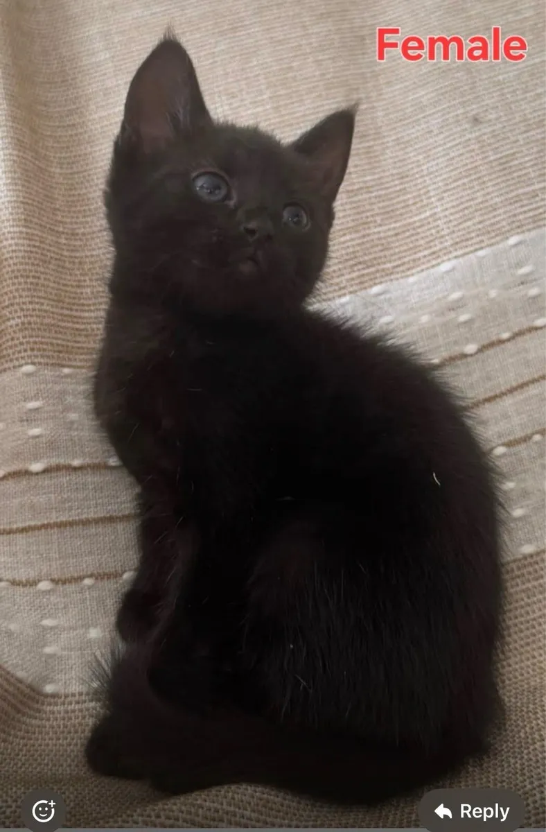 Tabby kittens - Image 4