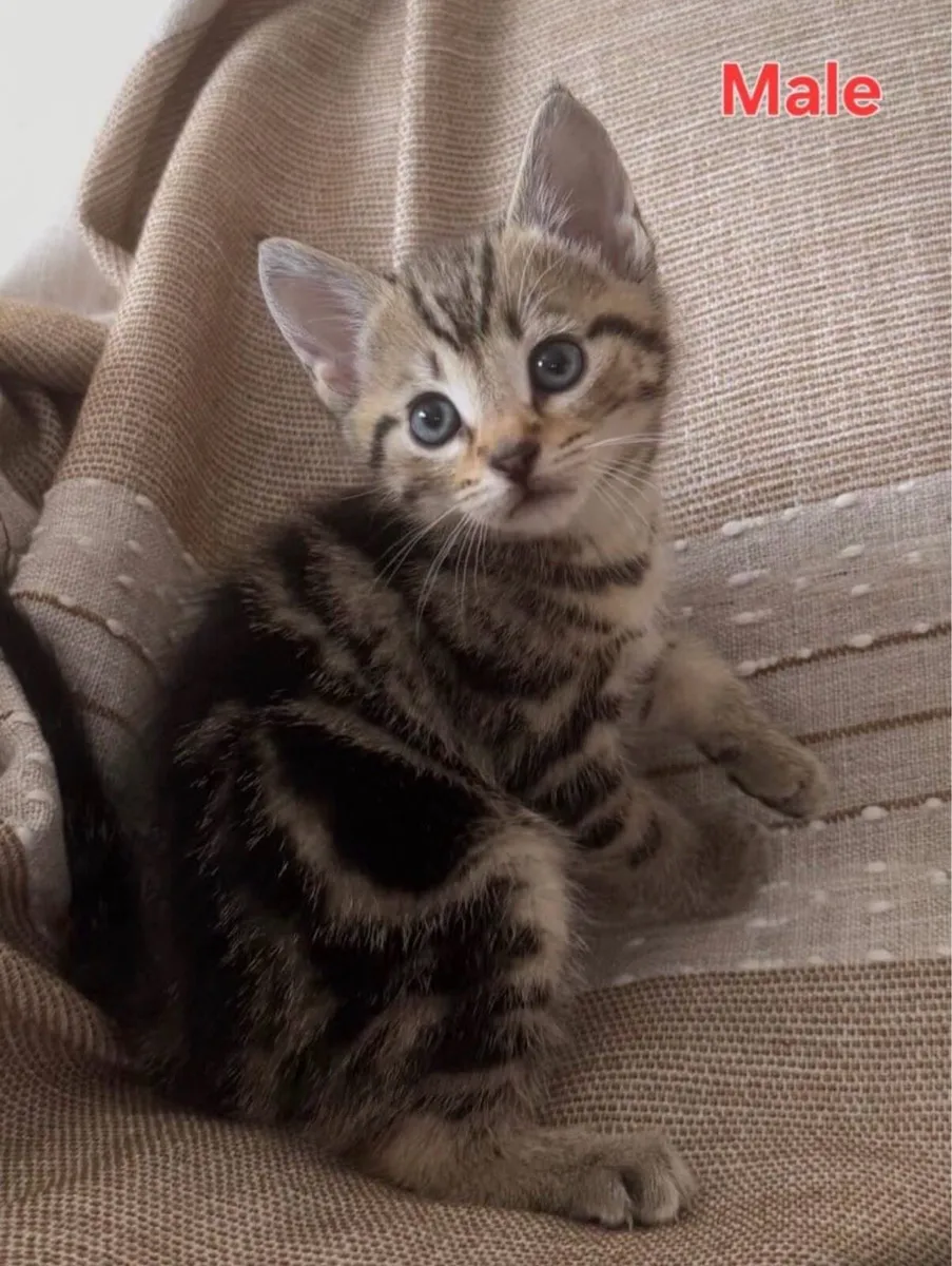Tabby kittens - Image 3