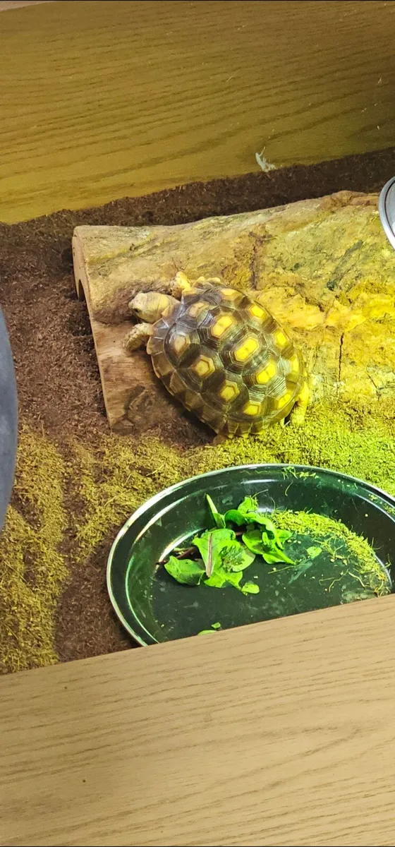 Tortoise - Image 1