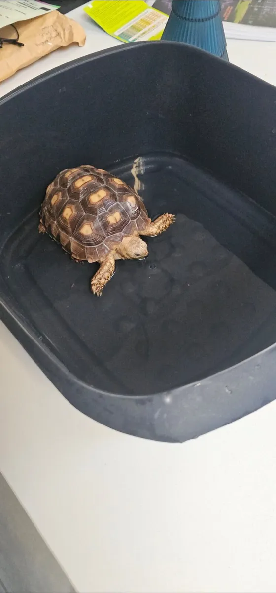 Tortoise - Image 2