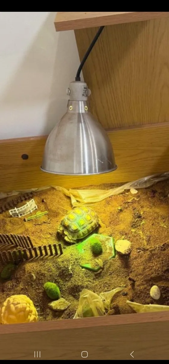 Tortoise - Image 3