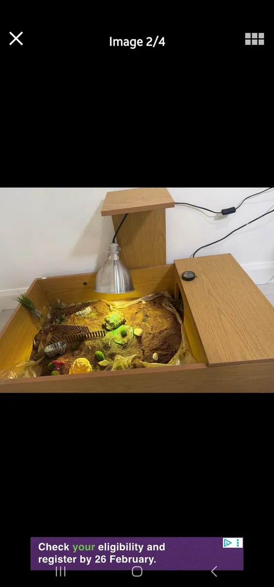 Tortoise - Image 4