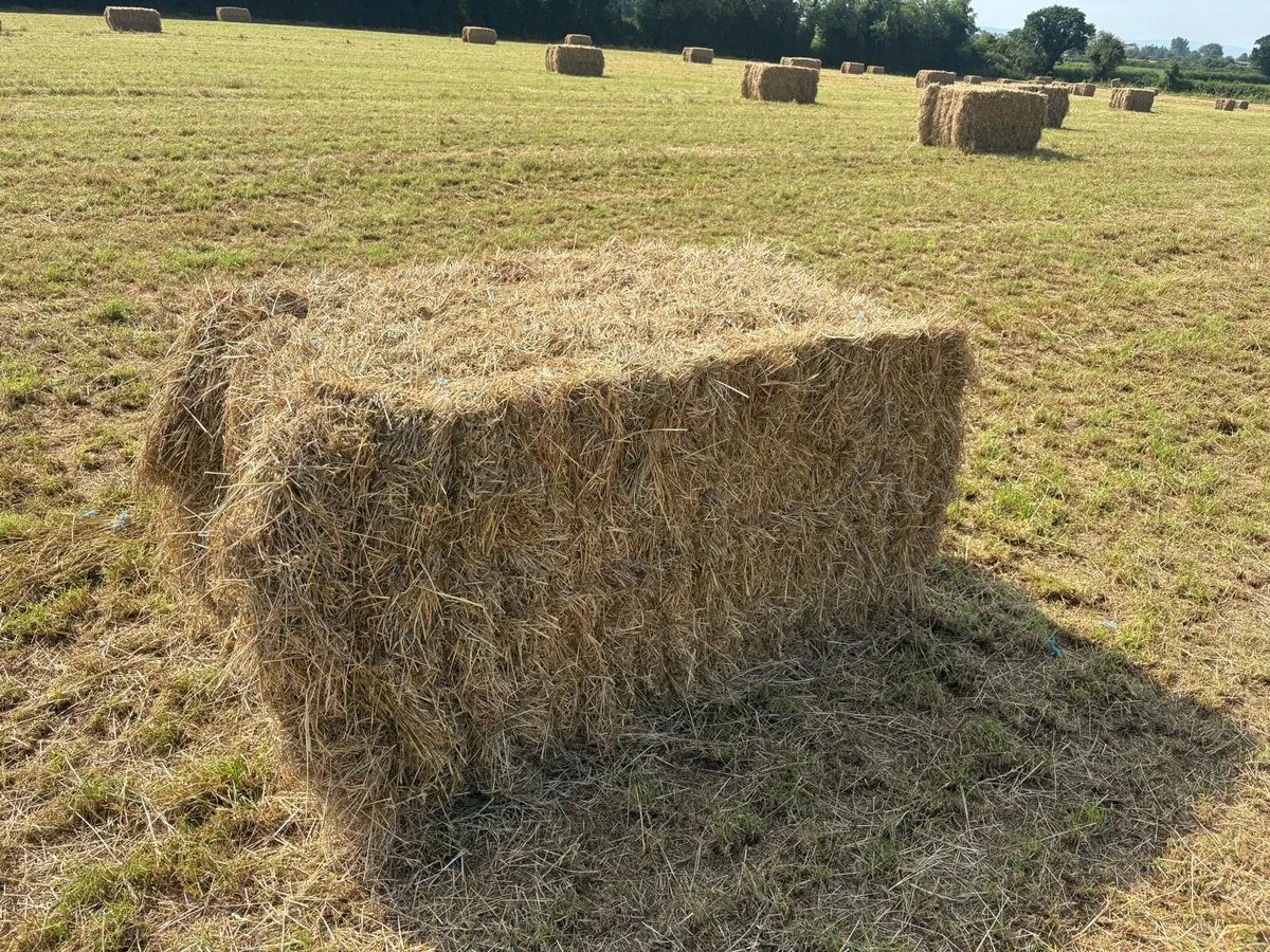 Hay - Image 1