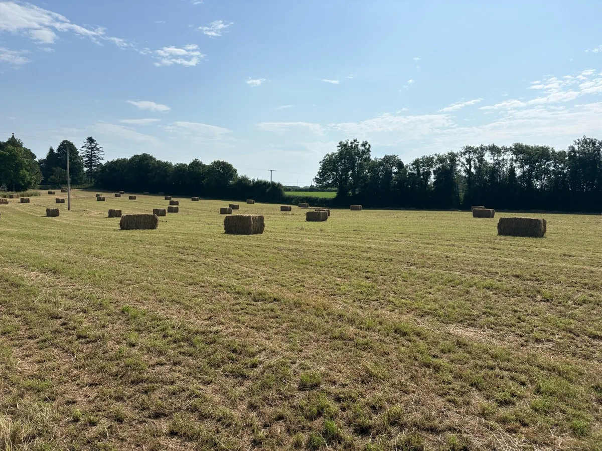Hay - Image 2