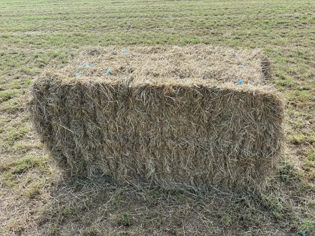 Hay - Image 4