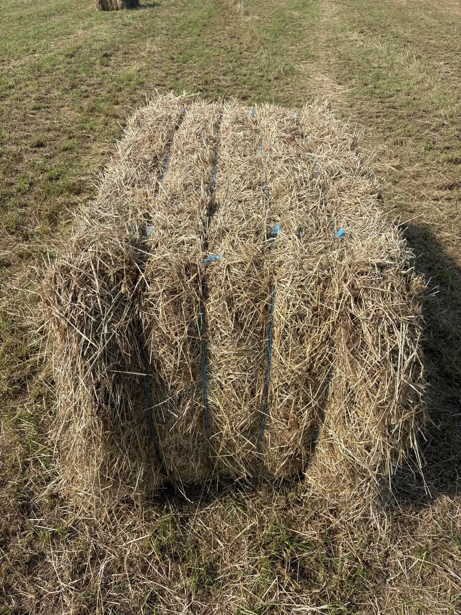 Hay - Image 3