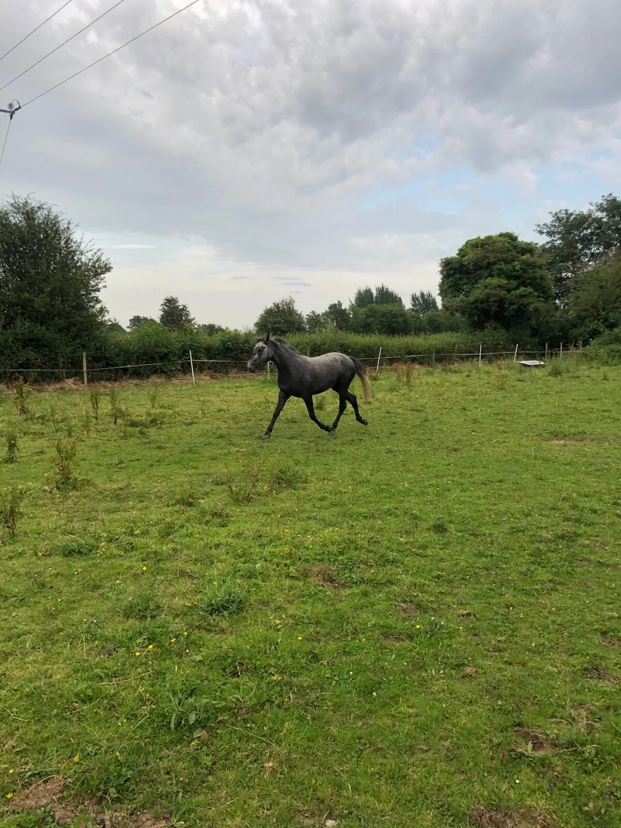 Ponys - Image 2