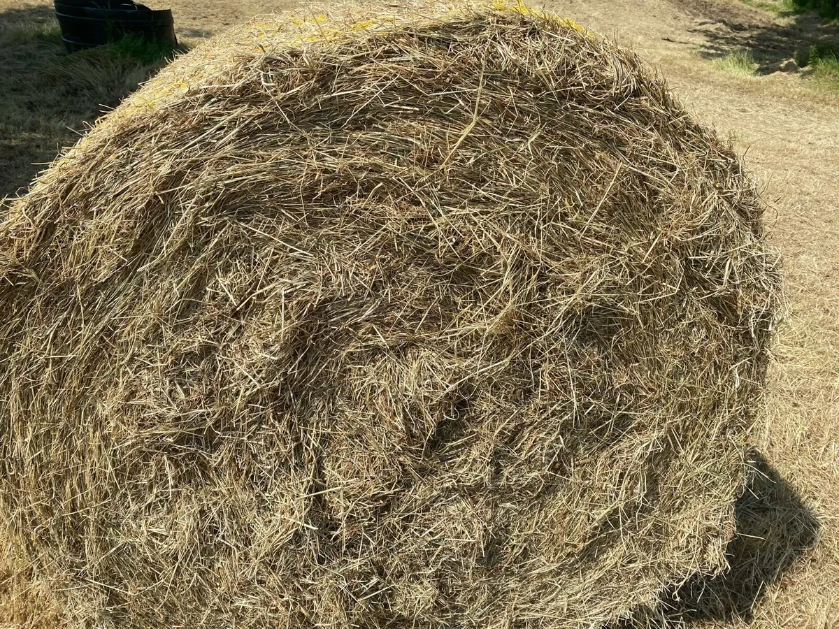 Hay - Image 1