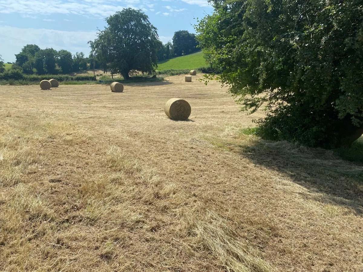 Hay - Image 2