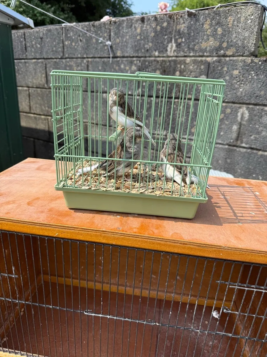 Breeding cadges (3) and 3 gloster Canary’s - Image 2