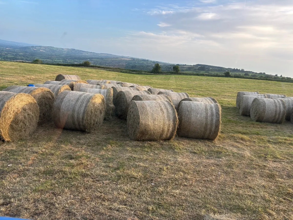 Hay - Image 2