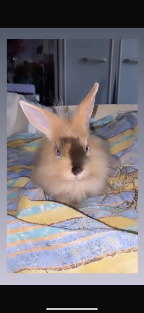 Rabbit. - Image 1