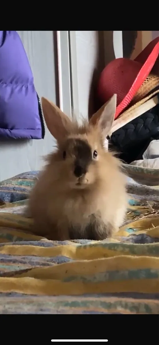 Rabbit. - Image 2