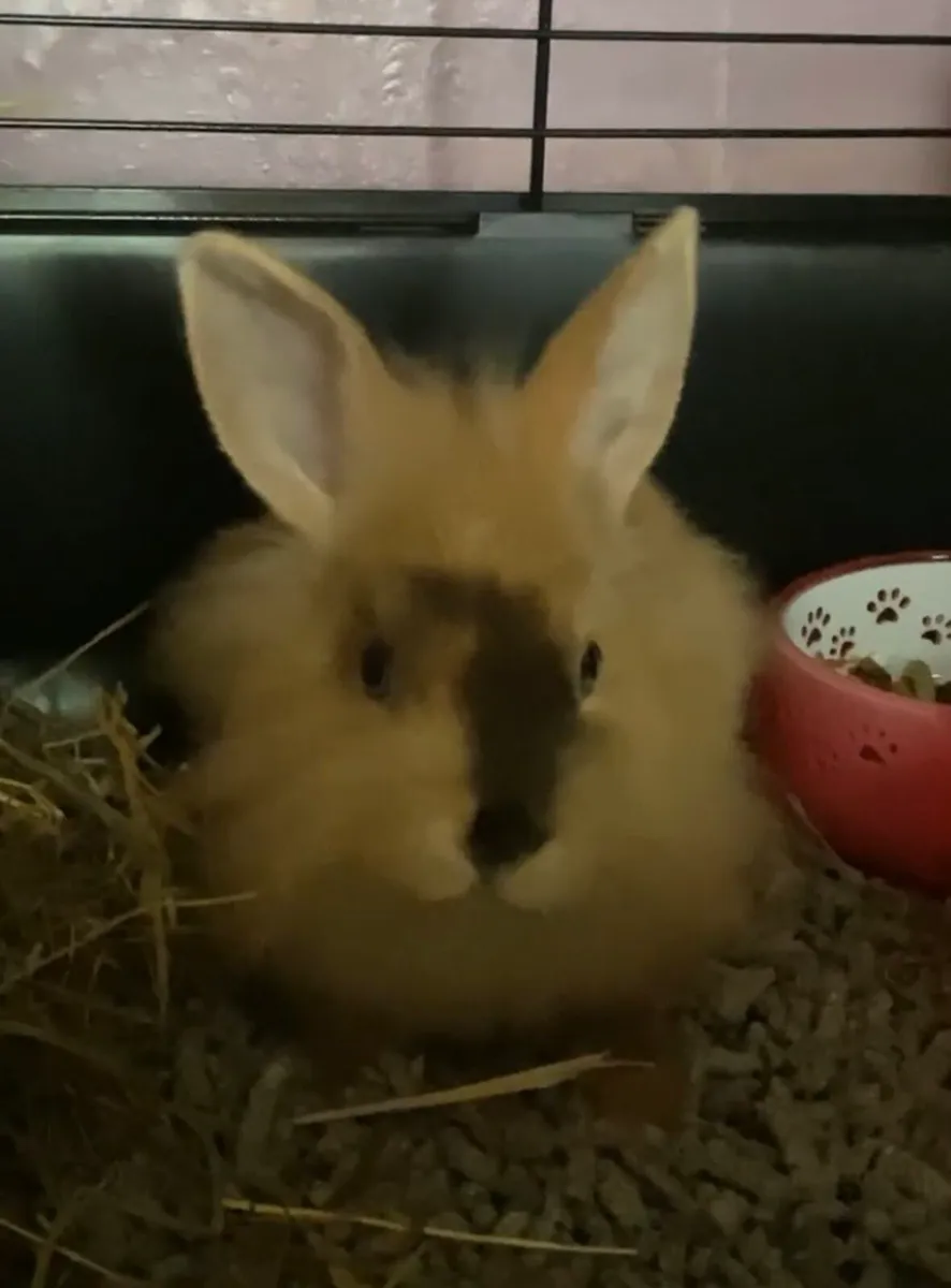 Rabbit. - Image 3