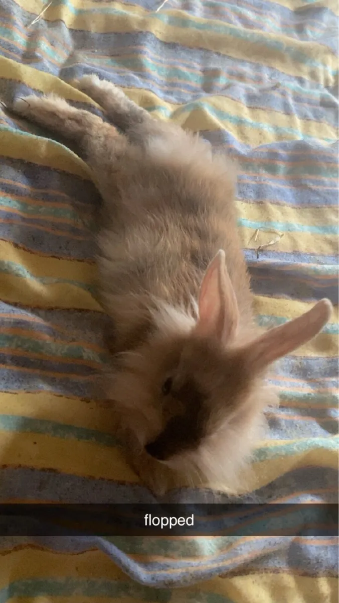 Rabbit. - Image 4