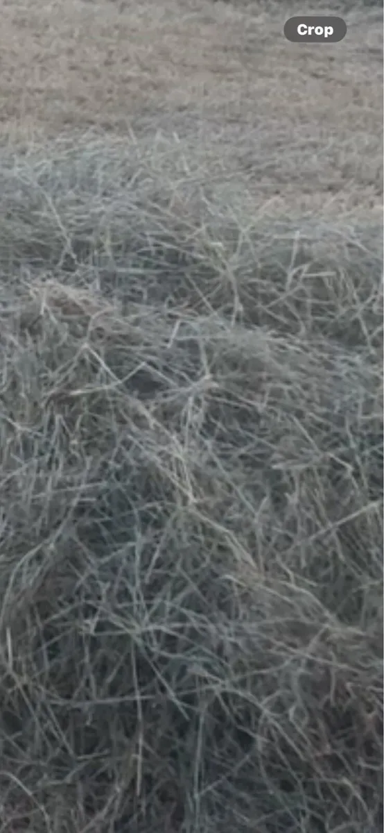 Hay - Image 4
