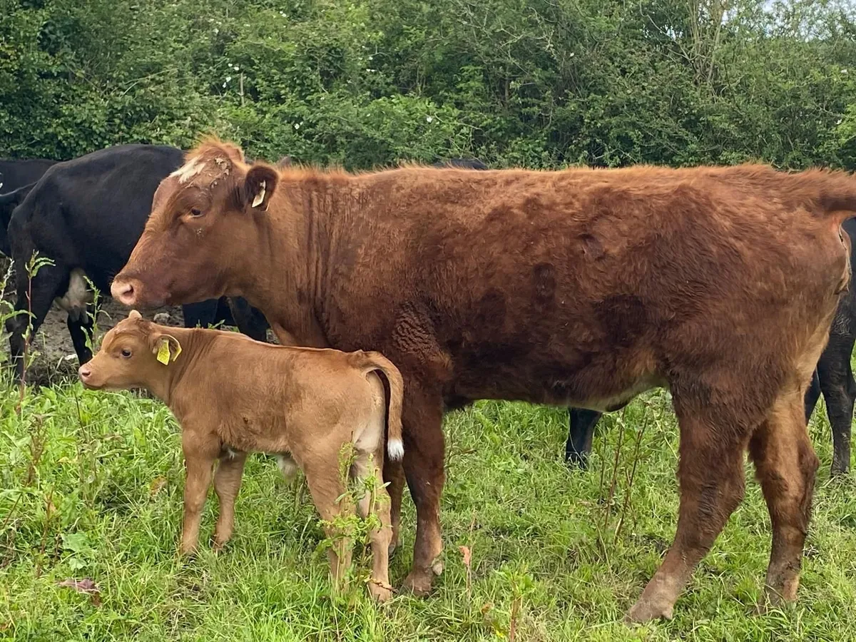 4 Cows with Calves at foot Aberdeen Angus - Image 2