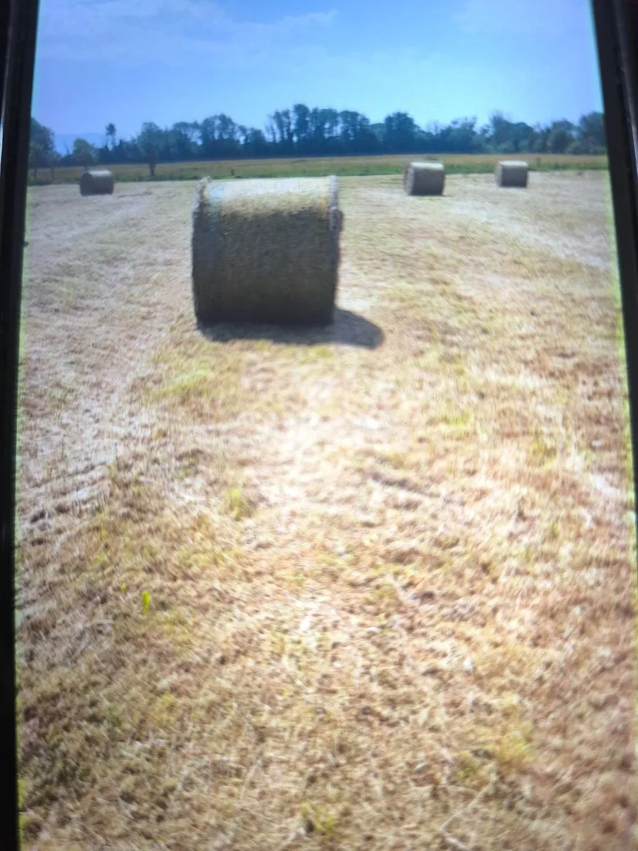 Hay - Image 2
